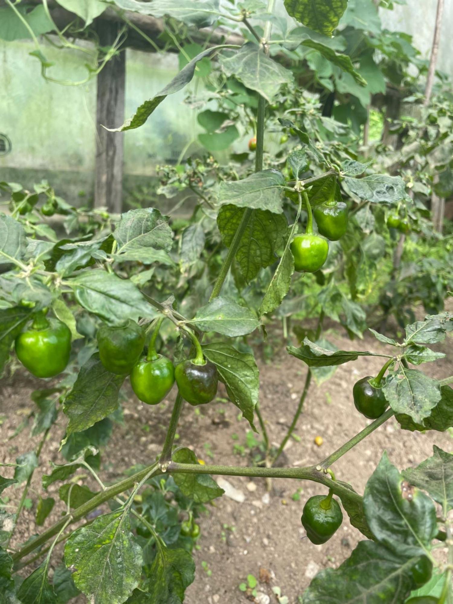 Martam Farmhouse Pelling Εξωτερικό φωτογραφία